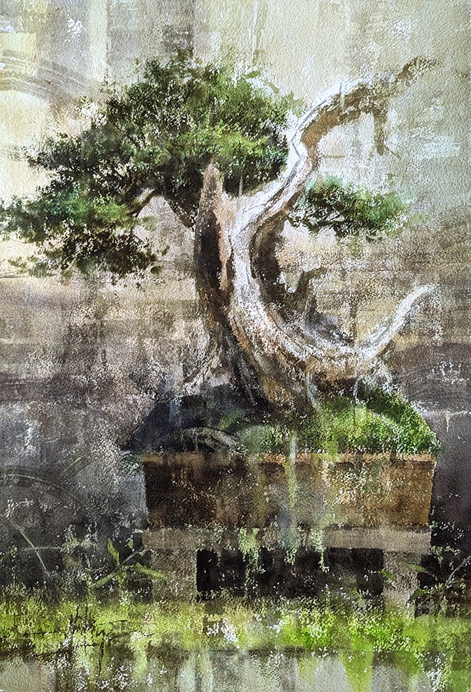 Juniperus bonsaï